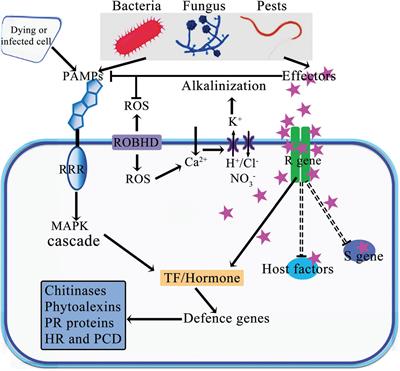 Plant microRNAs regulate the defense response against pathogens